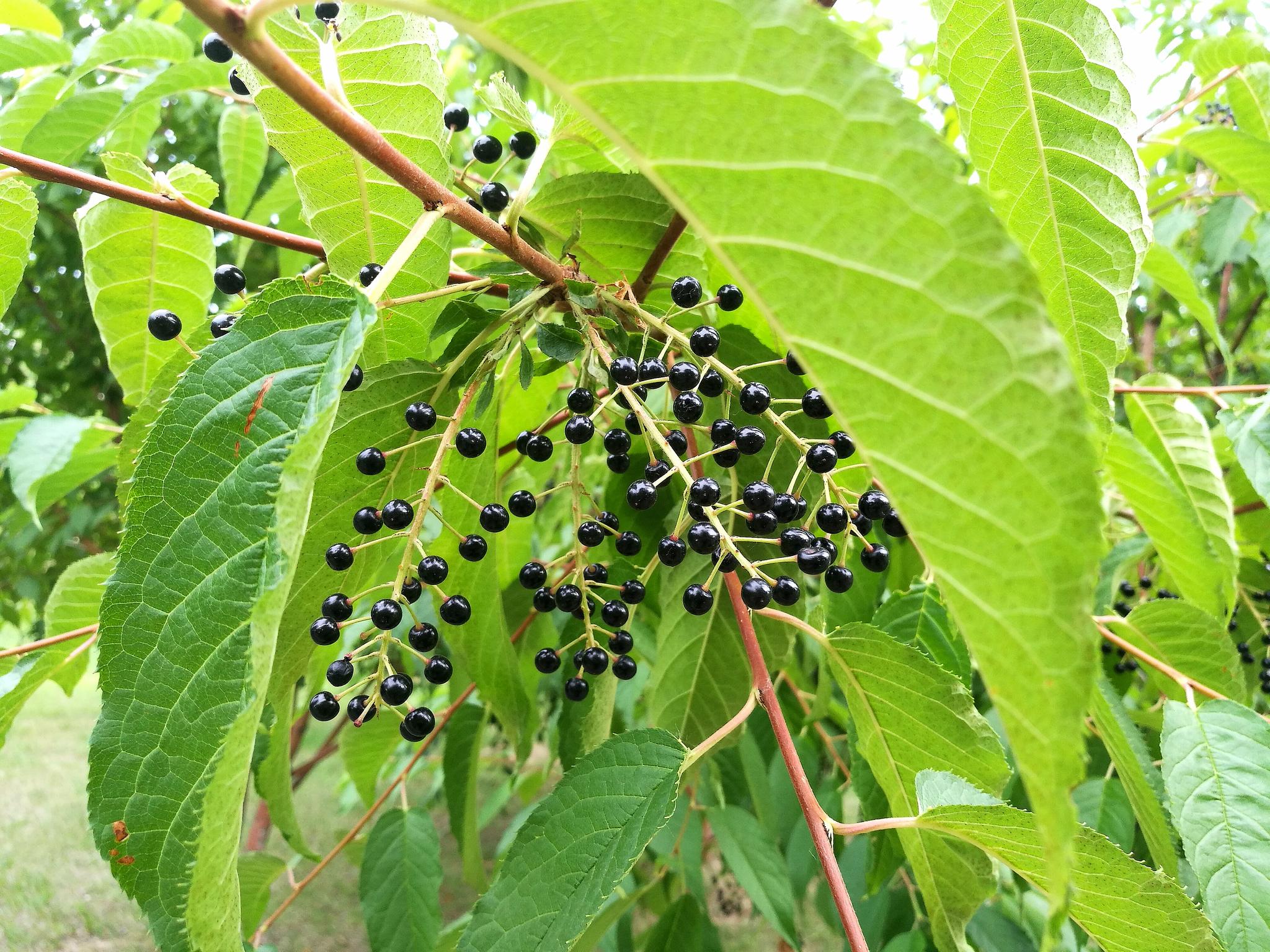 黑莓摄影图__水果_生物世界_摄影图库_昵图网nipic.com