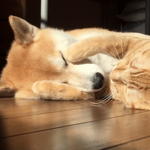 小两口的午睡时光甜蜜暴击