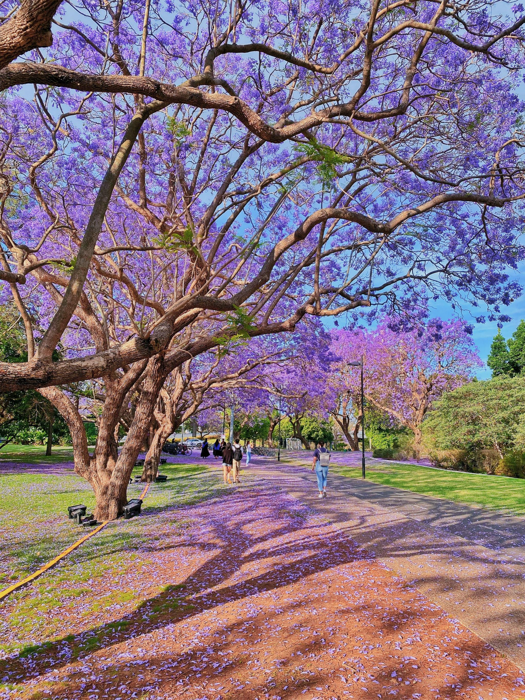 思窝星图腾昆士兰大学蓝花楹怒放的生命且行且珍惜