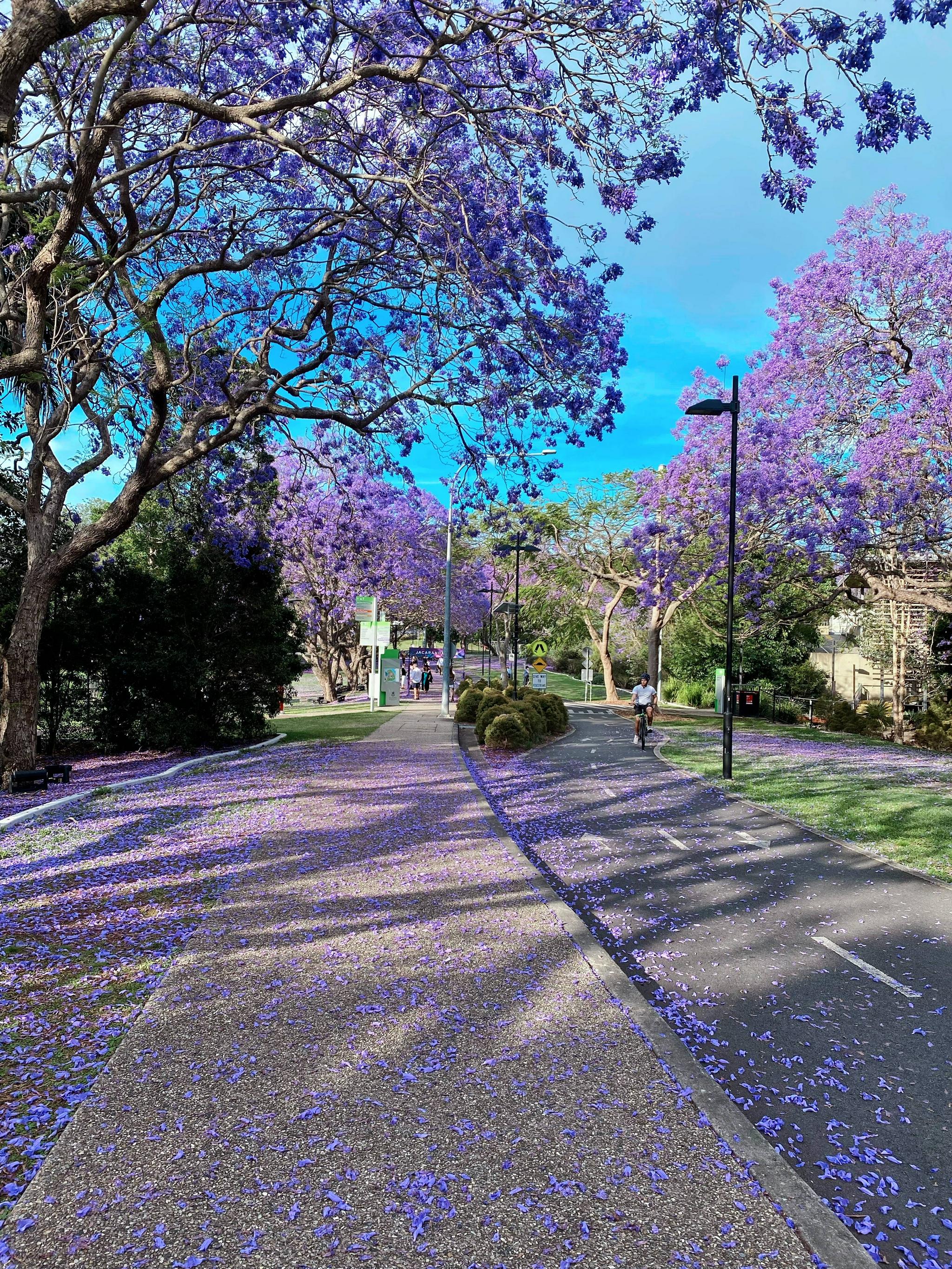 思窝星图腾:昆士兰大学赏蓝花楹,乱花渐欲迷人眼