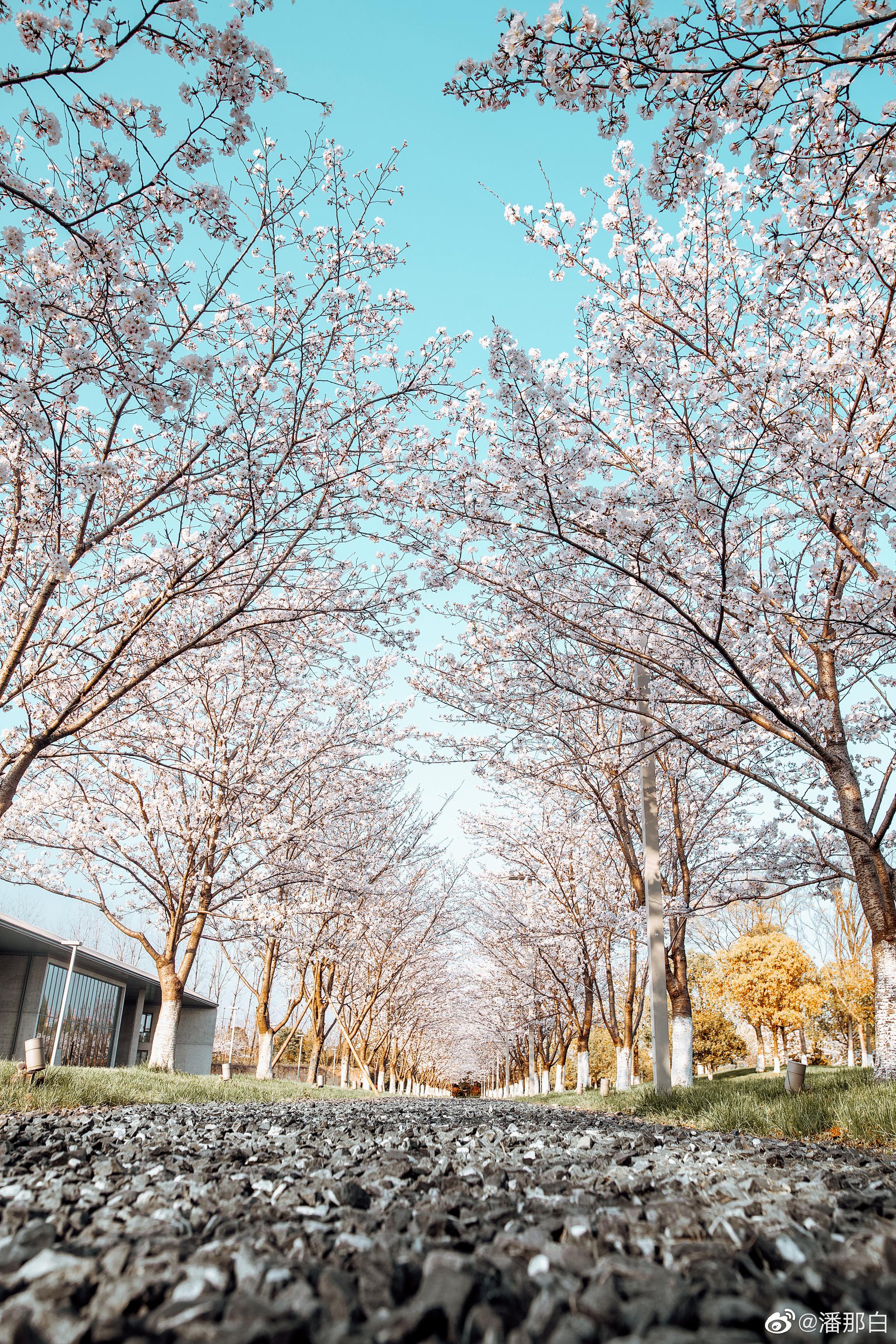 一场"樱花美学下午茶"开启为期十天的大屋顶"樱花季",三位旅行博主和
