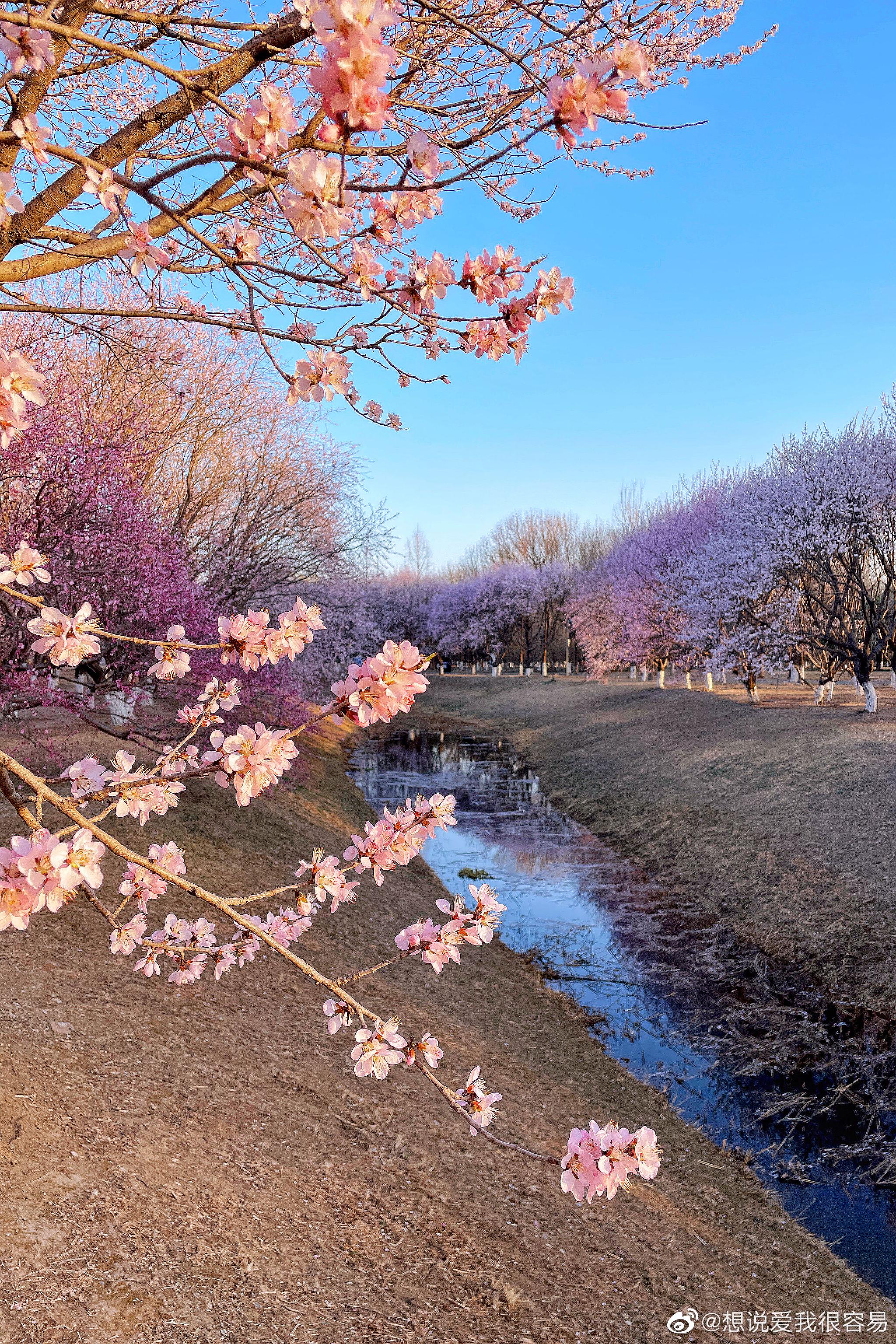 北京奥森桃花季 摄影