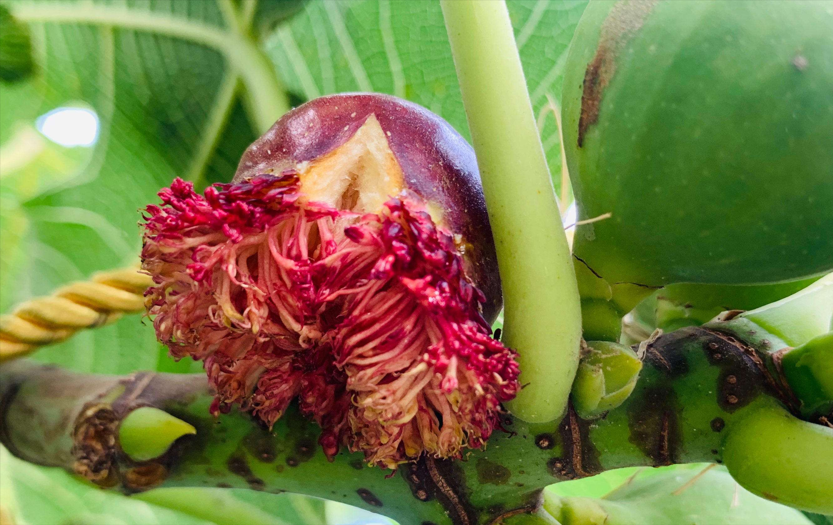 通过一种昆虫从这个底部进去授粉之后,就不会再出来了,直到这个无花果