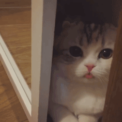 必须拥有姓名的小动物们|小动物|姓名|可爱_新浪新闻