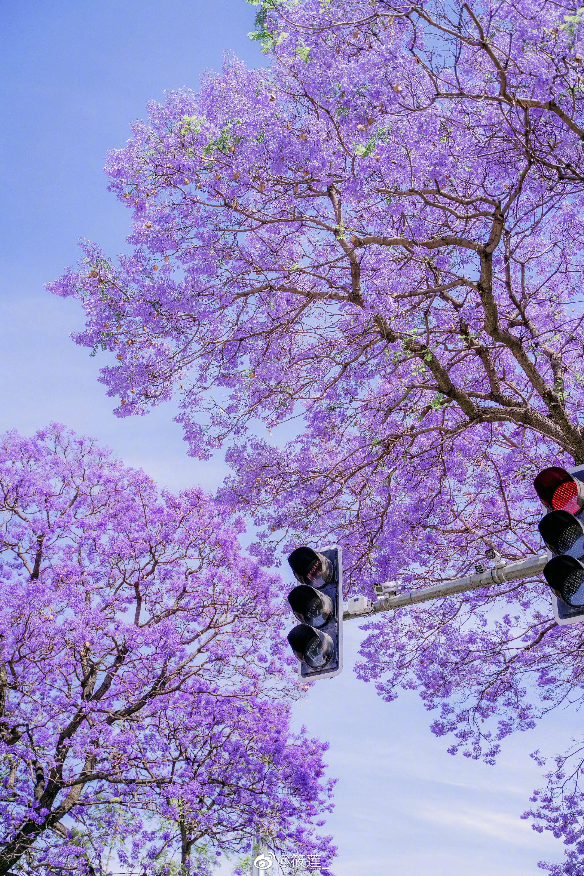 那一排排紫色的花树在路边盛开着