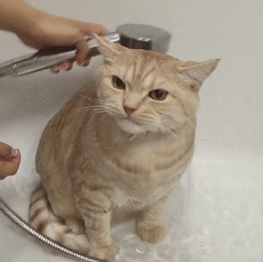 这只猫洗澡,剪指甲特别乖.|猫_新浪新闻