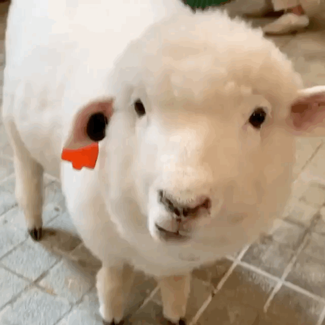快乐小羊,治愈咩咩ω