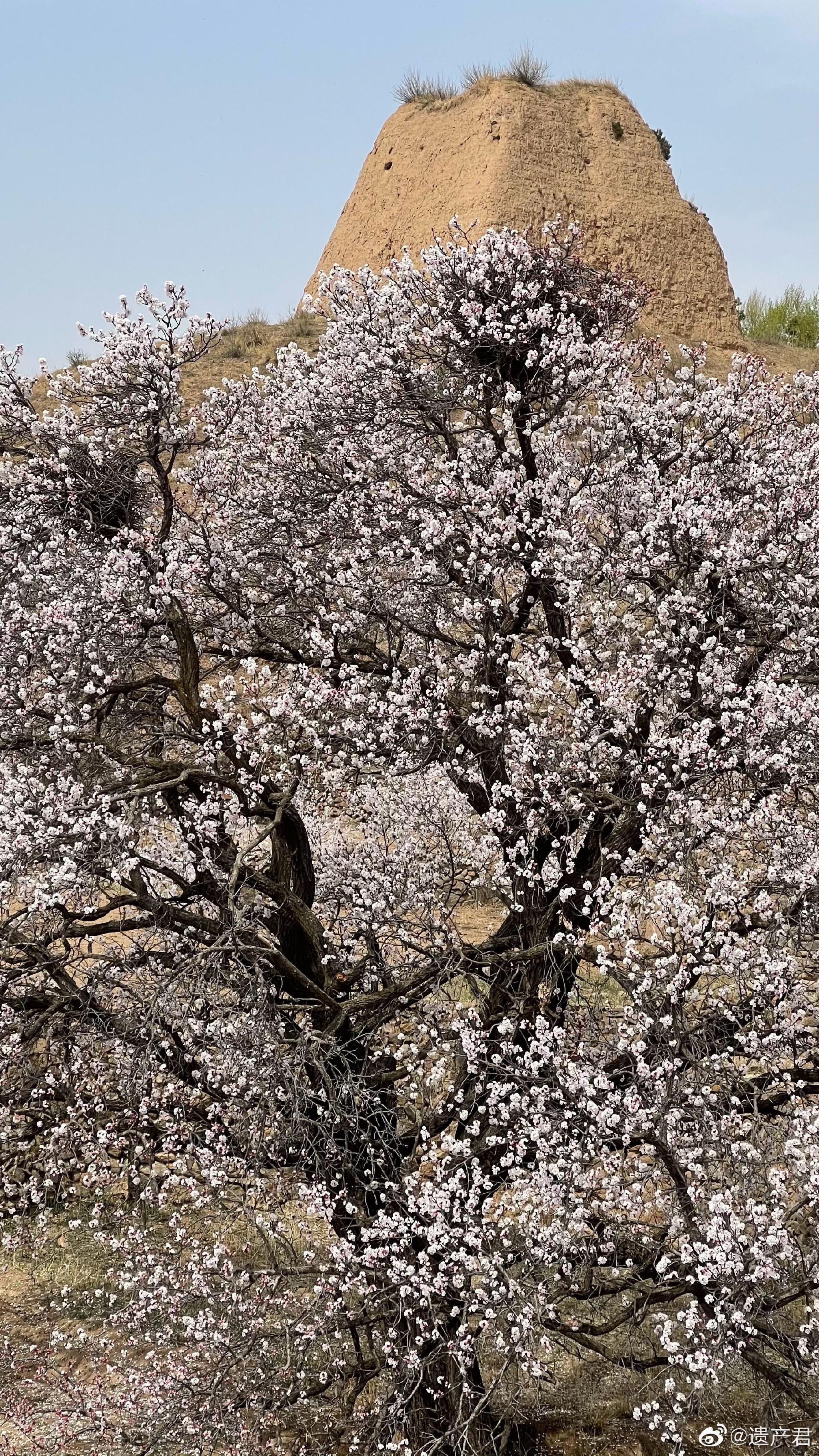 大同阳高县野长城下的杏花开,脑海里回荡起一首《桃花红杏花白》