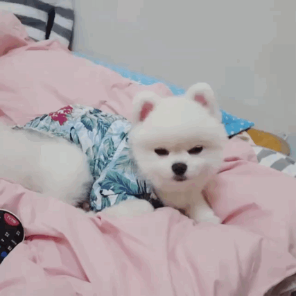 被可爱的博美棉花糖甜晕了你得赔