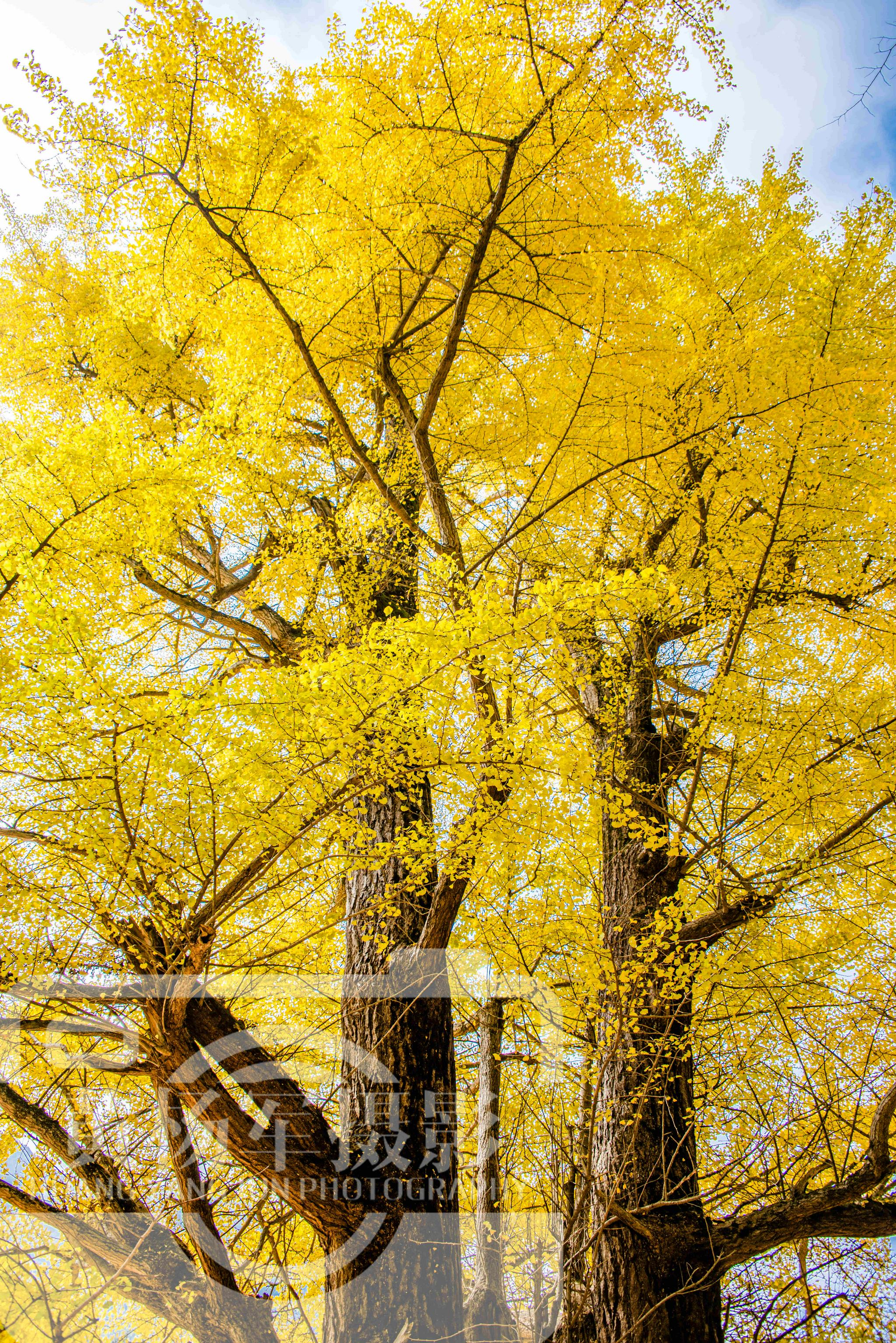 中国最宜居宜游的小县一古银杏树冠幅150米江西知道的人很少