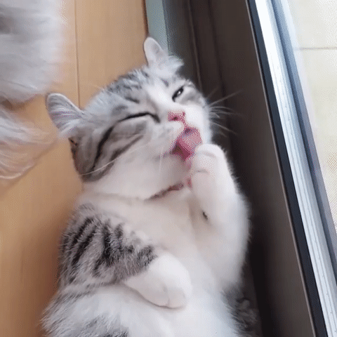 480_480gif 动态图 动图