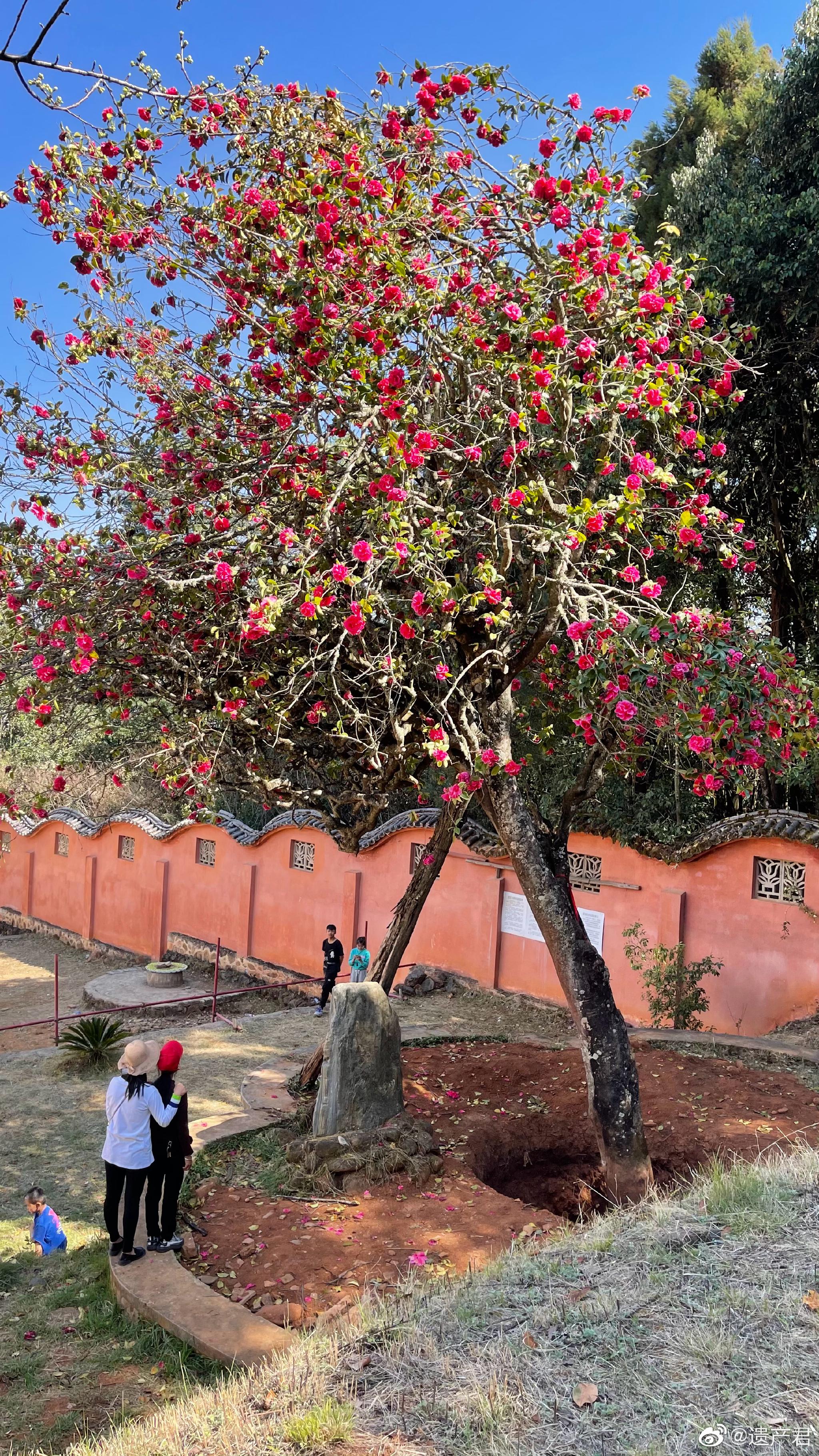 大理祥云县水目山的唐代山茶花树距今1100多年