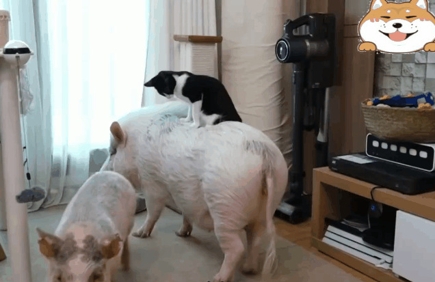 重金买回来的宠物猪,却被家猫当成坐骑,给猪大哥都吓懵了