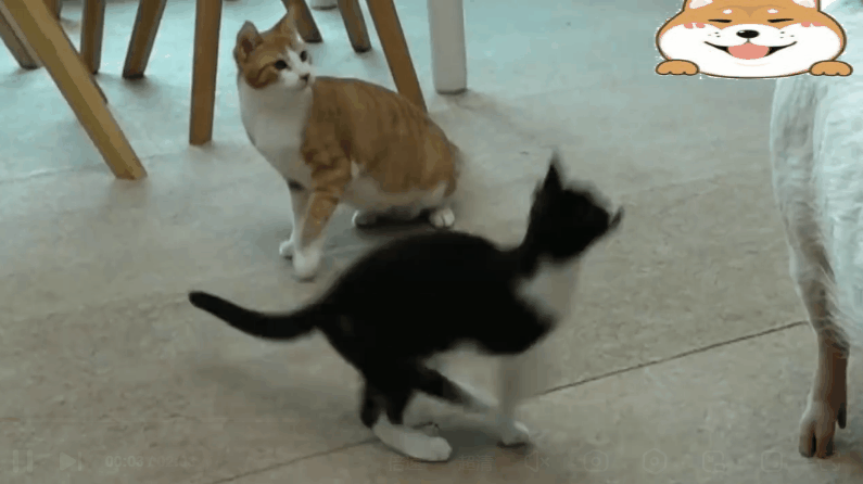 重金买回来的宠物猪,却被家猫当成坐骑,给猪大哥都吓懵了