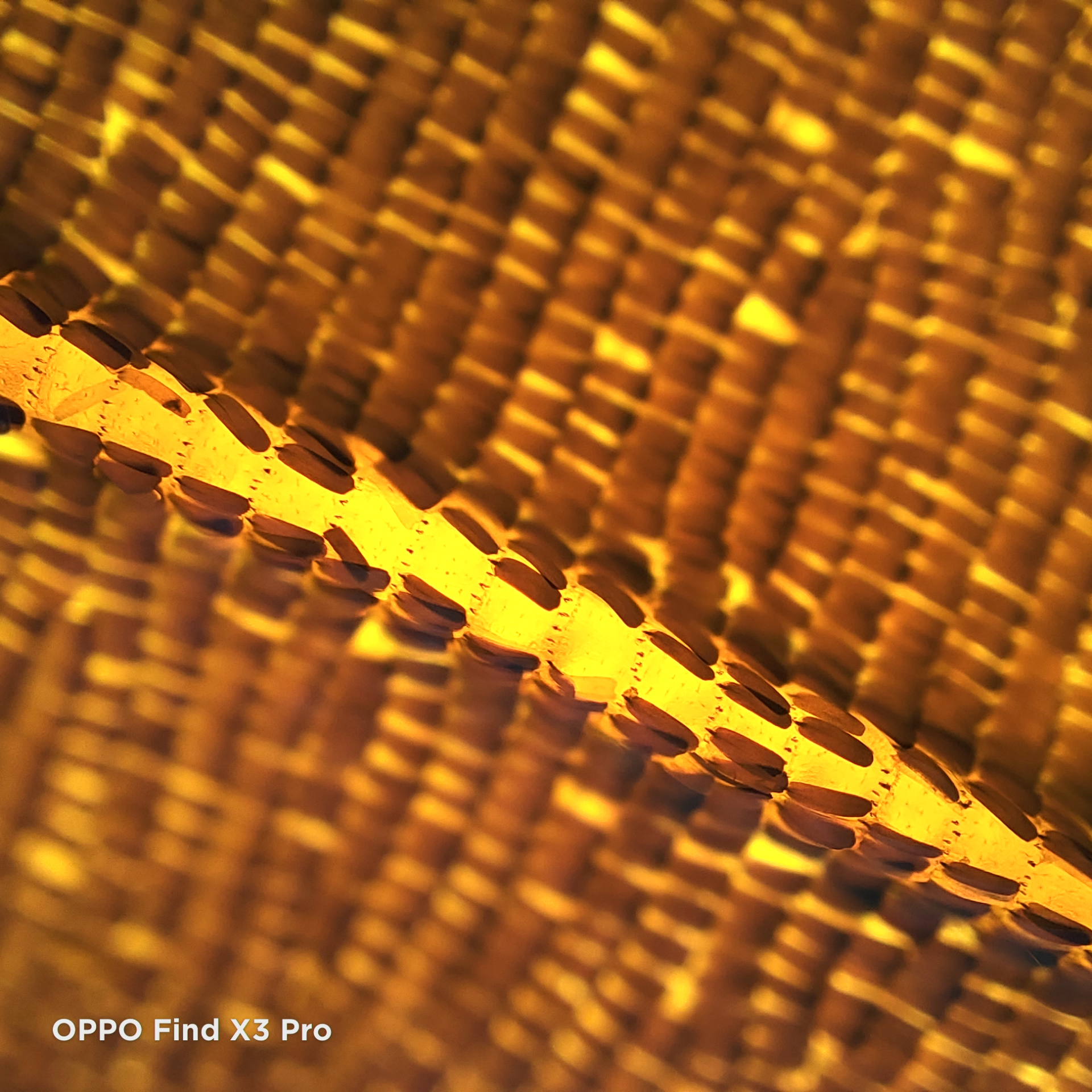 find x3显微镜可以看到什么?放大60倍后,才发现太美了!