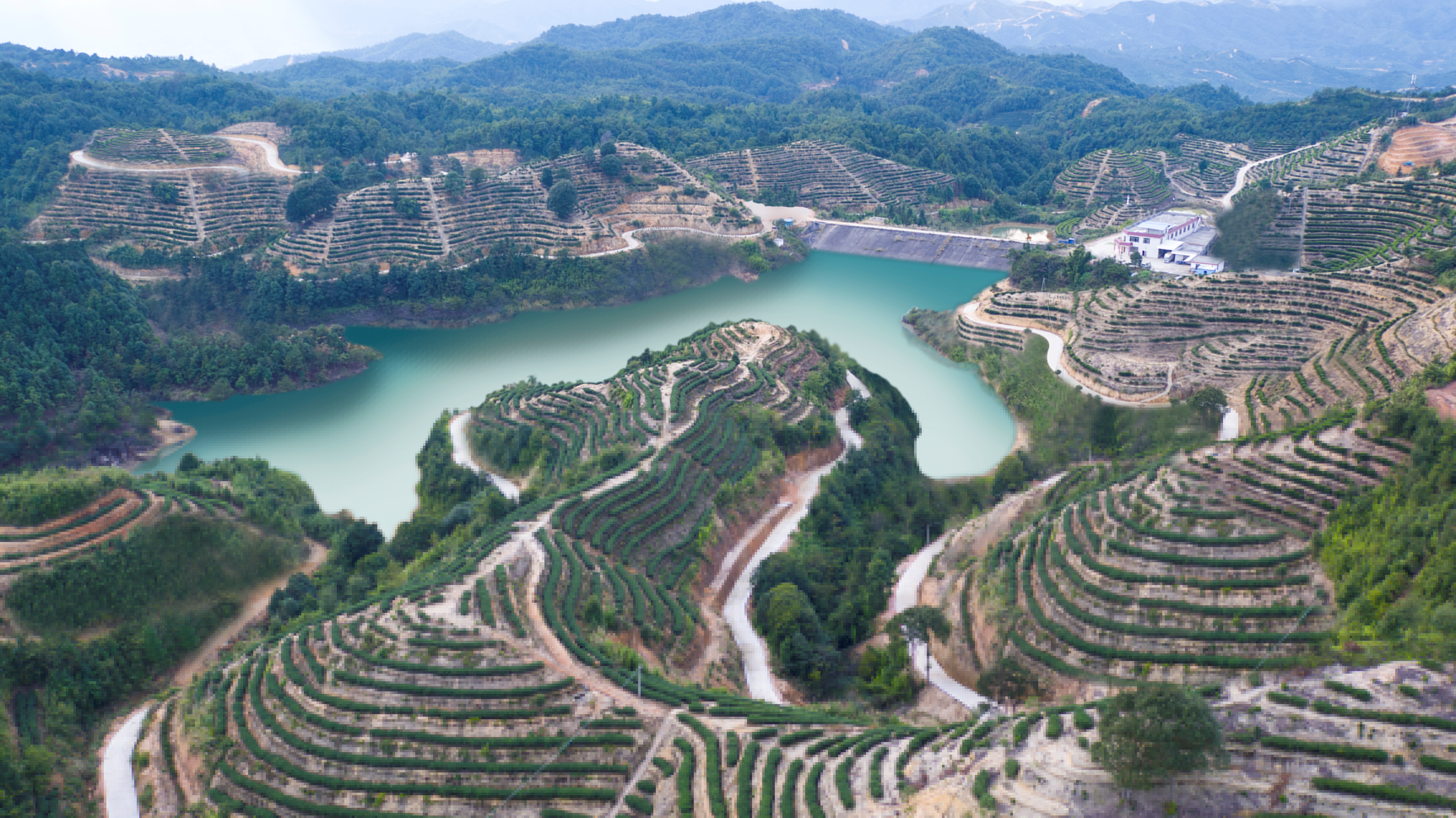 土壤含富硒,水呈弱碱性,是广东省现代农业茶叶产业园示范基地,智慧