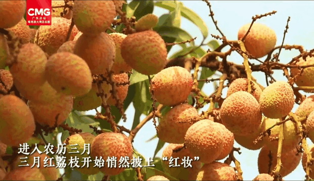 今年第一口鲜荔枝！广州本土最早熟荔枝上市|荔枝|广州市|糯米糍_新浪新闻