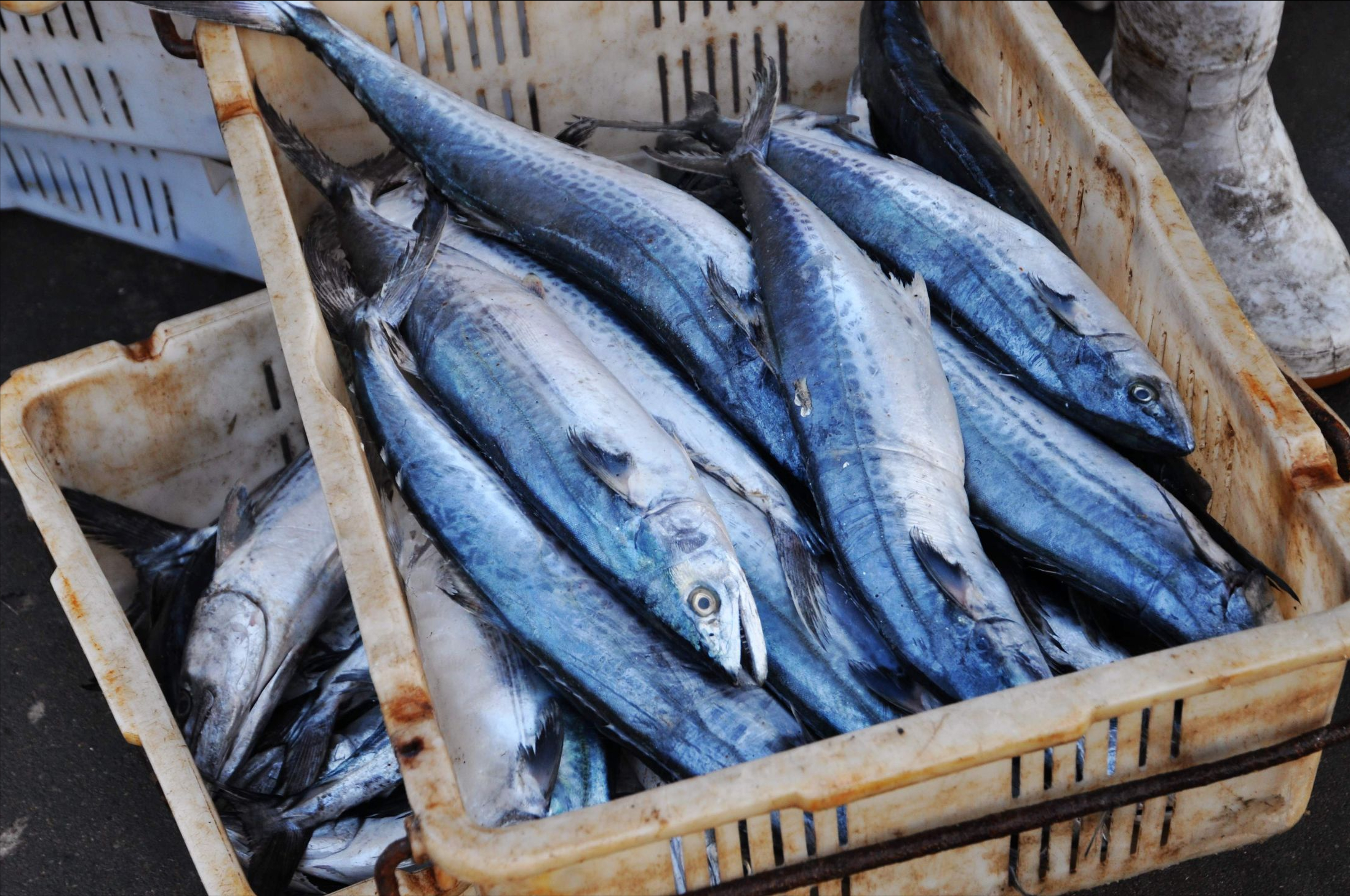 4沙丁鱼沙丁鱼也是一种常见的海鱼,它的烹饪做法主要是用来做鱼罐头