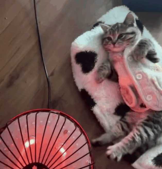猫咪取暖隐患多,银渐层痴迷烤火,愣是把自己烧成金渐层!