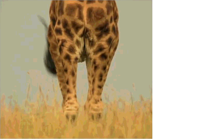 长颈鹿吃树叶动图图片