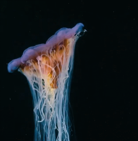 生物学家镜头下的深海精灵,会发光真的了不起!