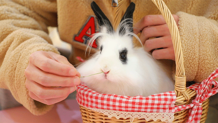 这里还有丑萌丑萌的小香猪,和"飞天鼠"蜜袋鼯.