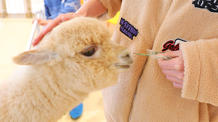 尔鸭,这里还有超多萌宠:垂耳兔,小香猪,羊驼以及今年火遍全网的蜜袋鼯
