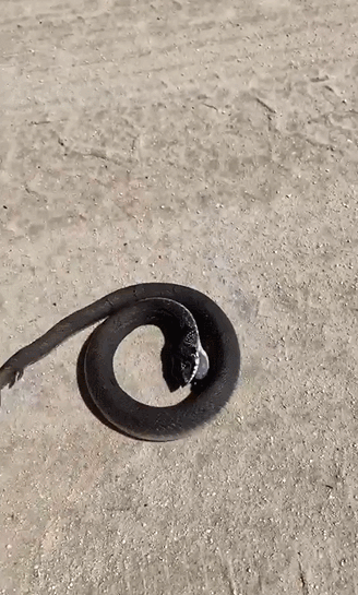 爬虫|攻击|鬣蜥_新浪新闻