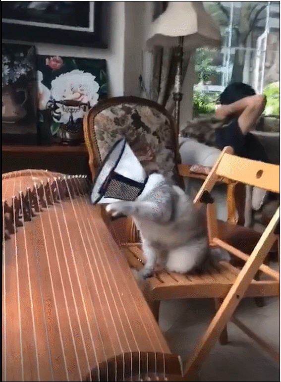 猫咪弹奏主人的古筝，弹奏举止像模像样，猫咪：这猫抓板得劲儿