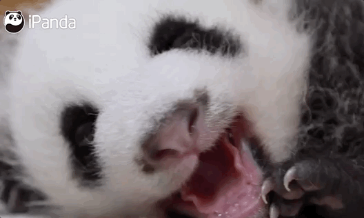 让我们打个哈欠庆祝一下——10多米诺式哈欠连连!98)(汪!良心推荐!