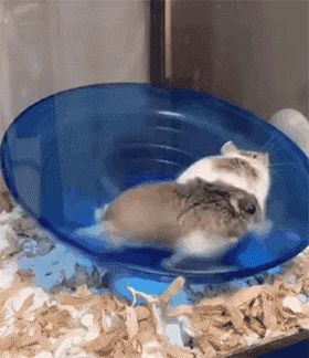 仓鼠喝水gif图片