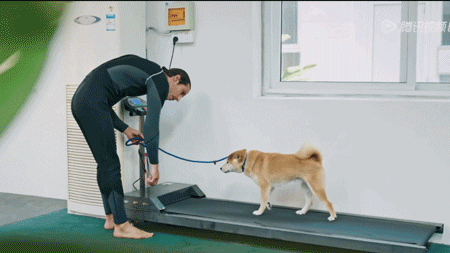 它的日常生活,是这样展开的——比如,住在京城cbd的柴犬光光.