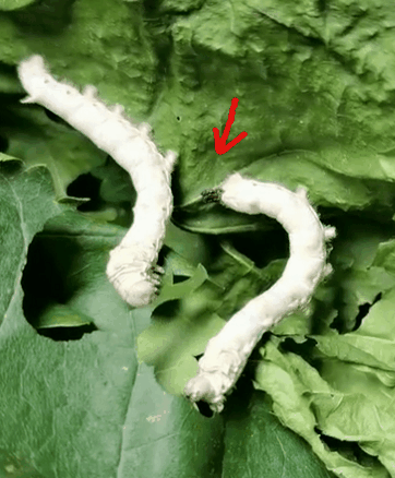 明日小满节气蚕宝宝可能没想到它的蚕丝可以制成艺术品