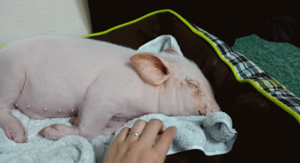 日本网友直播养宠物猪100天后把猪做成烤乳猪吃掉了真杀猪盘