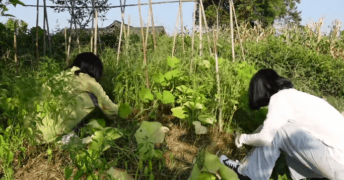 29岁成都女孩“组团养老”！辞职后和闺蜜在乡下爆改350㎡大房子，种菜养花、追赶日落，她们提前过上了想要的生活休闲区蓝鸢梦想 - Www.slyday.coM