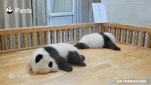 500_282gif 动态图 动图
