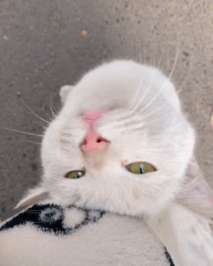 小白猫蹭一下网友的衣服后,"你带了暗器偷袭我?