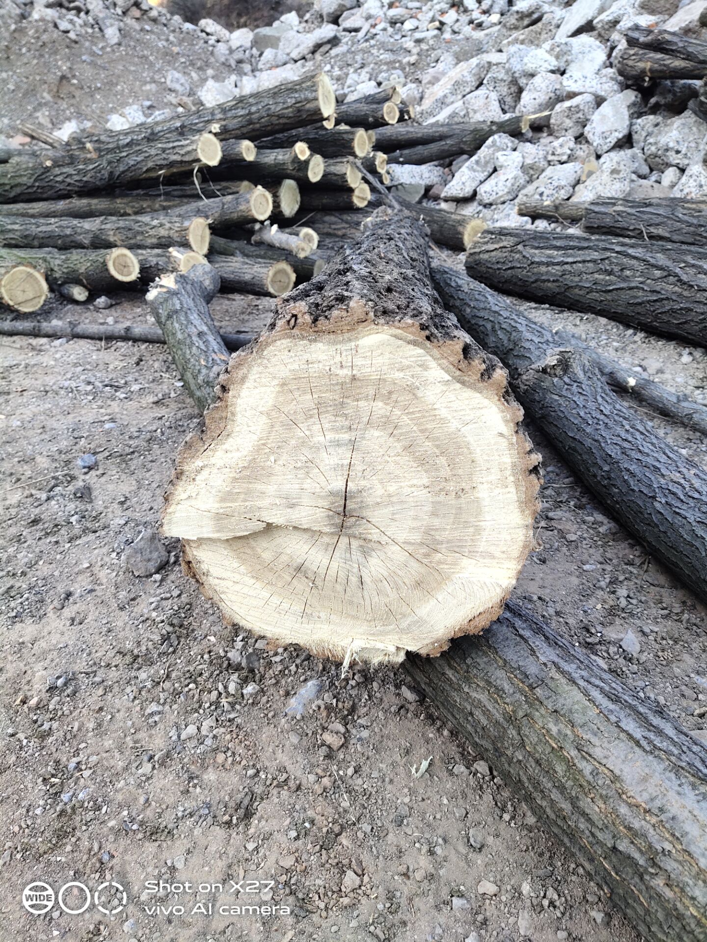 白某砍伐的树木&nbsp; 受访者供图