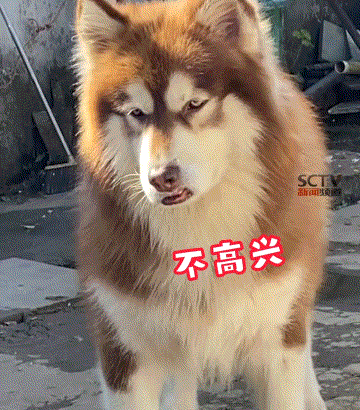 每日一笑虽然我不是人但你是真的狗