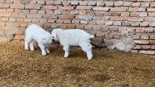 10大动图|小朋友|狗子|小羊_新浪新闻