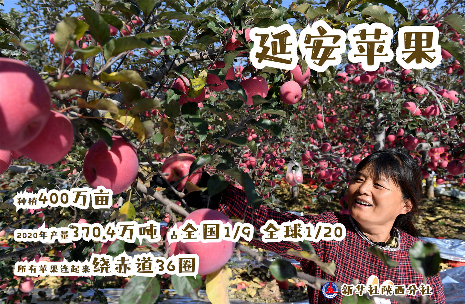 中国苹果第一大县图片