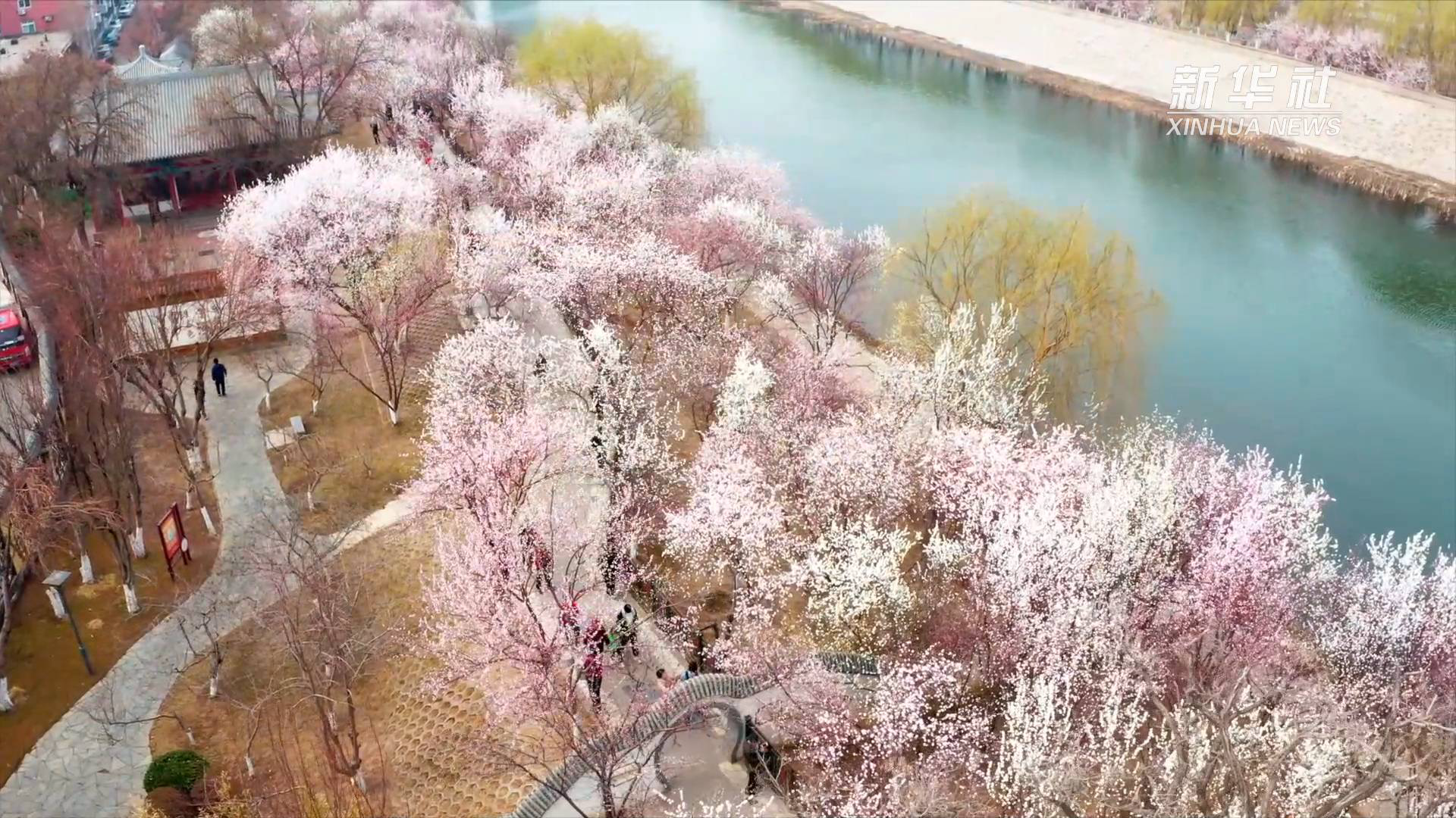天津:桃花朵朵开 踏春好时机