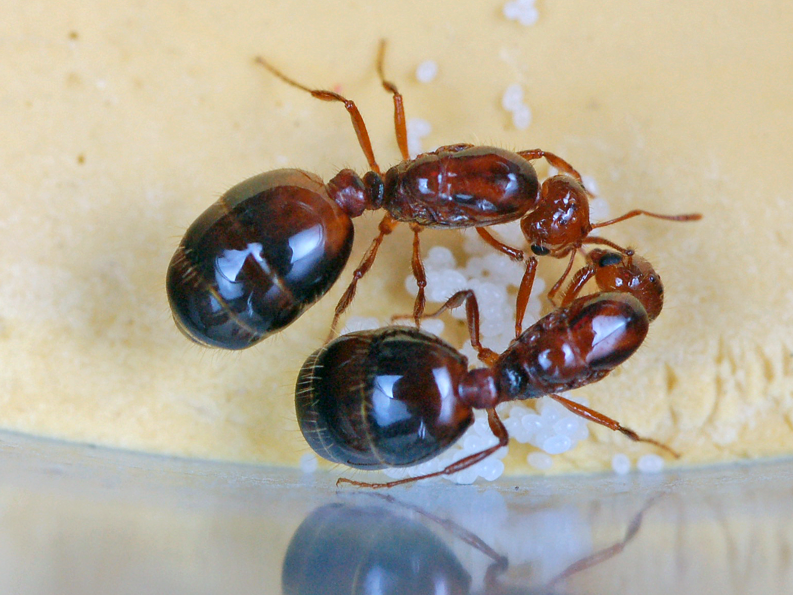 图为红火蚁蚁后和卵(吕利华摄)