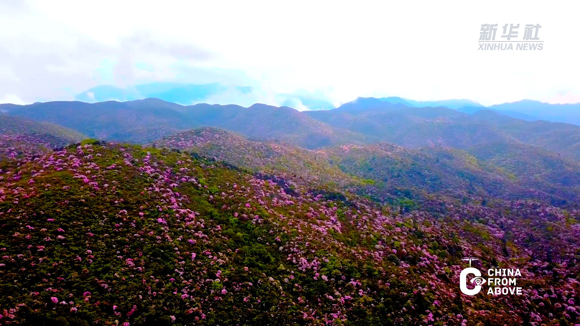 瞰中国·春意满中国|井冈山上杜鹃开