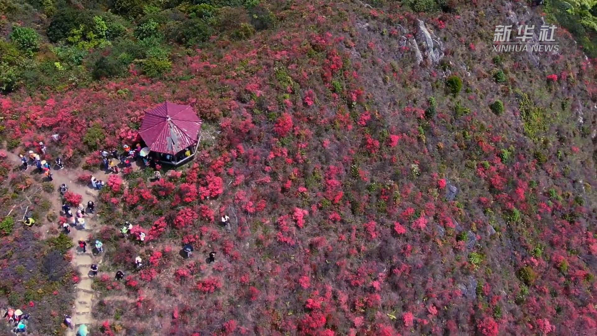 福建杜鹃花批发基地图片