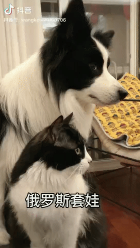 当边牧遇到奶牛猫网友惊了简直是异父异母的亲兄弟