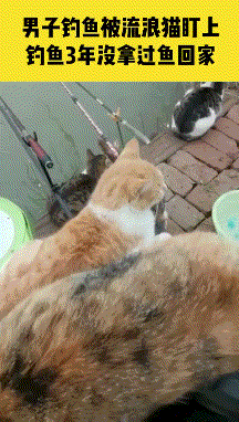 27下次你们去见到的就是(绿帽子鸭鸭了)唐唐神评:唐老鸭:那我走?