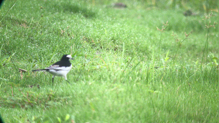 05h直达成都小邛海浅滩小岛森林草坪露营烧烤都能耍