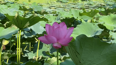 映日荷花别样红",进入7月, 正是荷花盛放季节,湖南省植物园满池风光