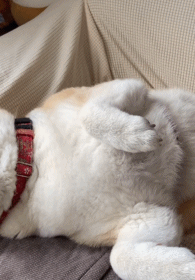 狗子吃完饭倒头就睡这真是秒入睡好羡慕